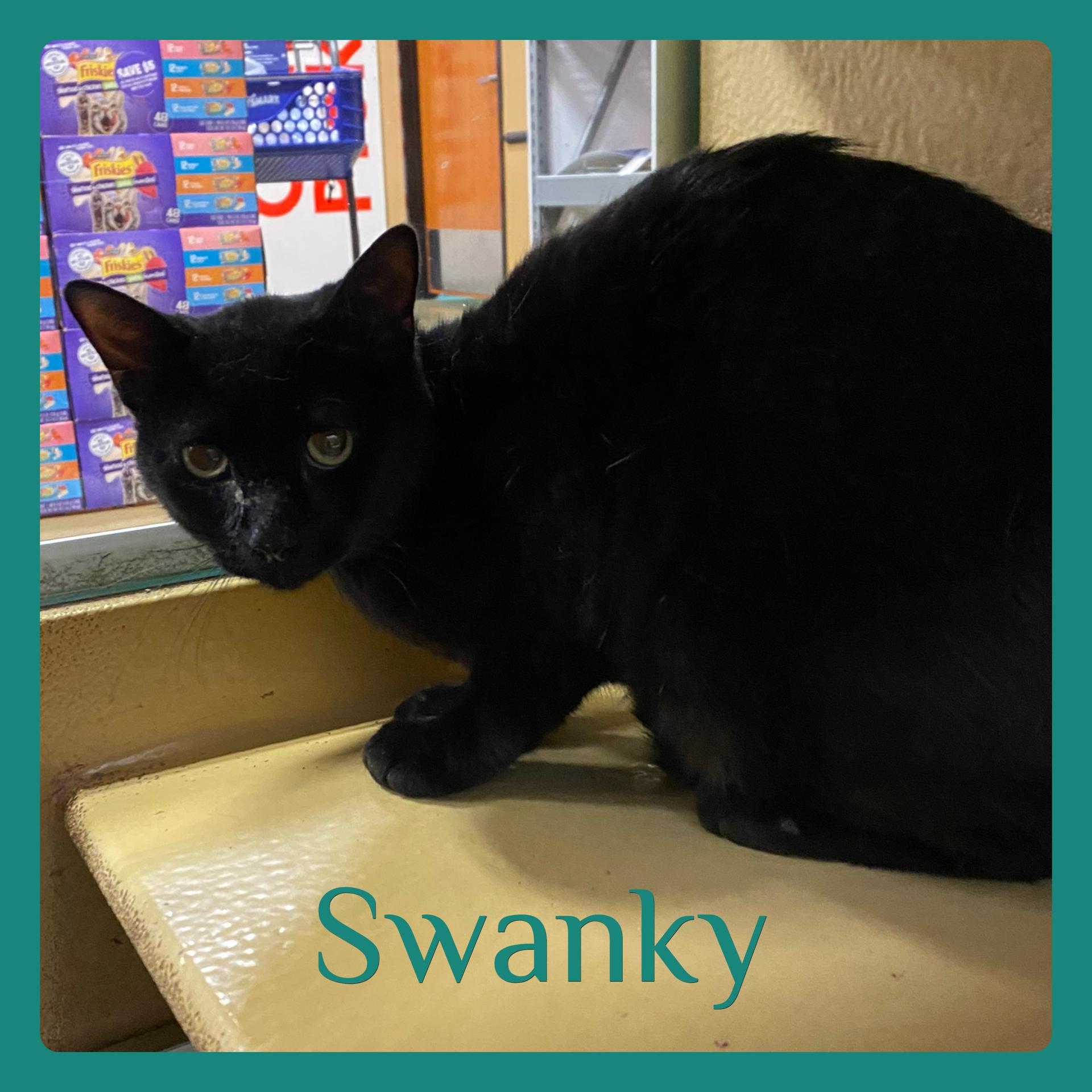 Enlarge SWANKY , a ADOPTABLE Tabby in Lawton, OK image 1/1
