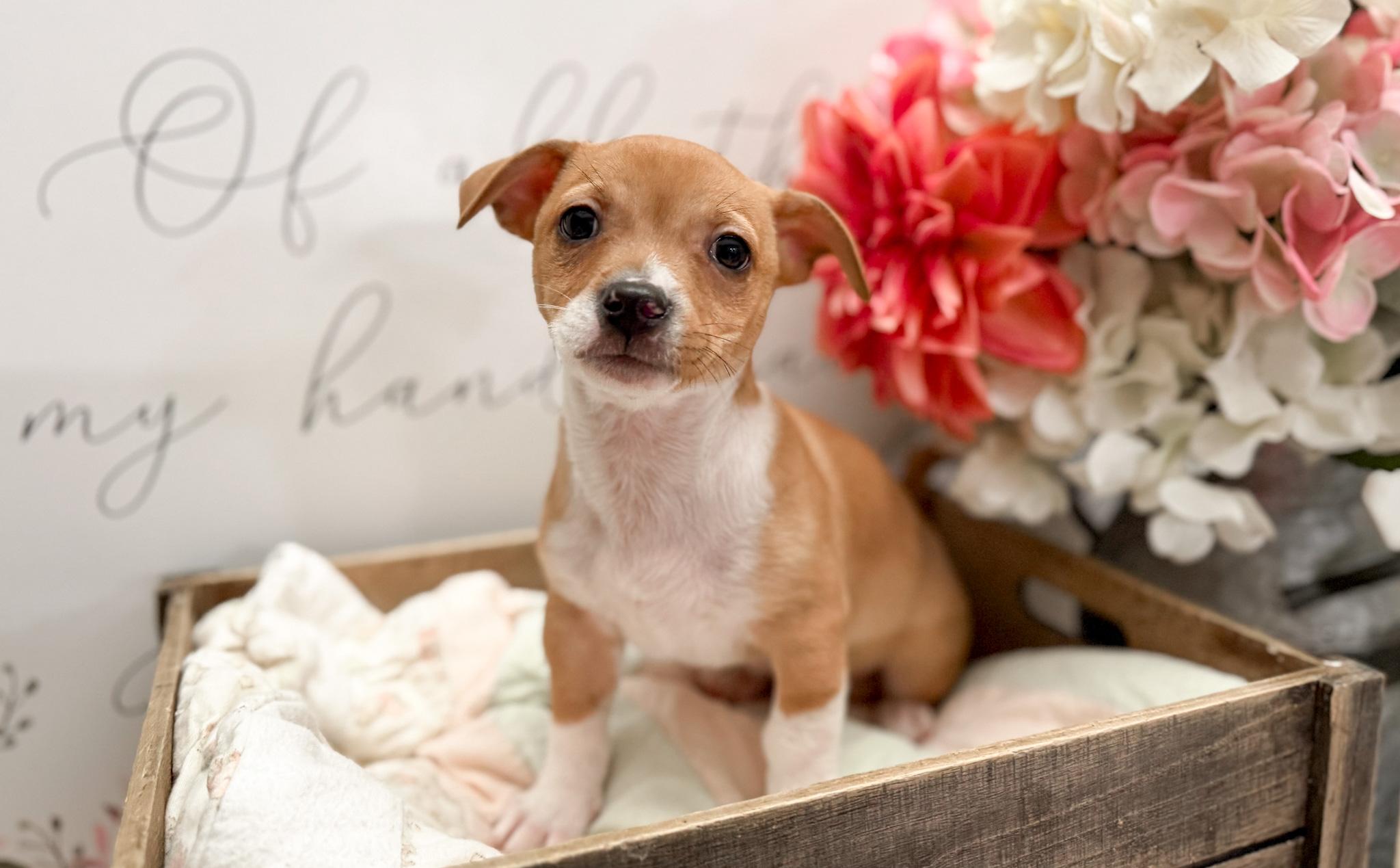 Moose , Adoptable, Puppy Male Pug & Chihuahua.