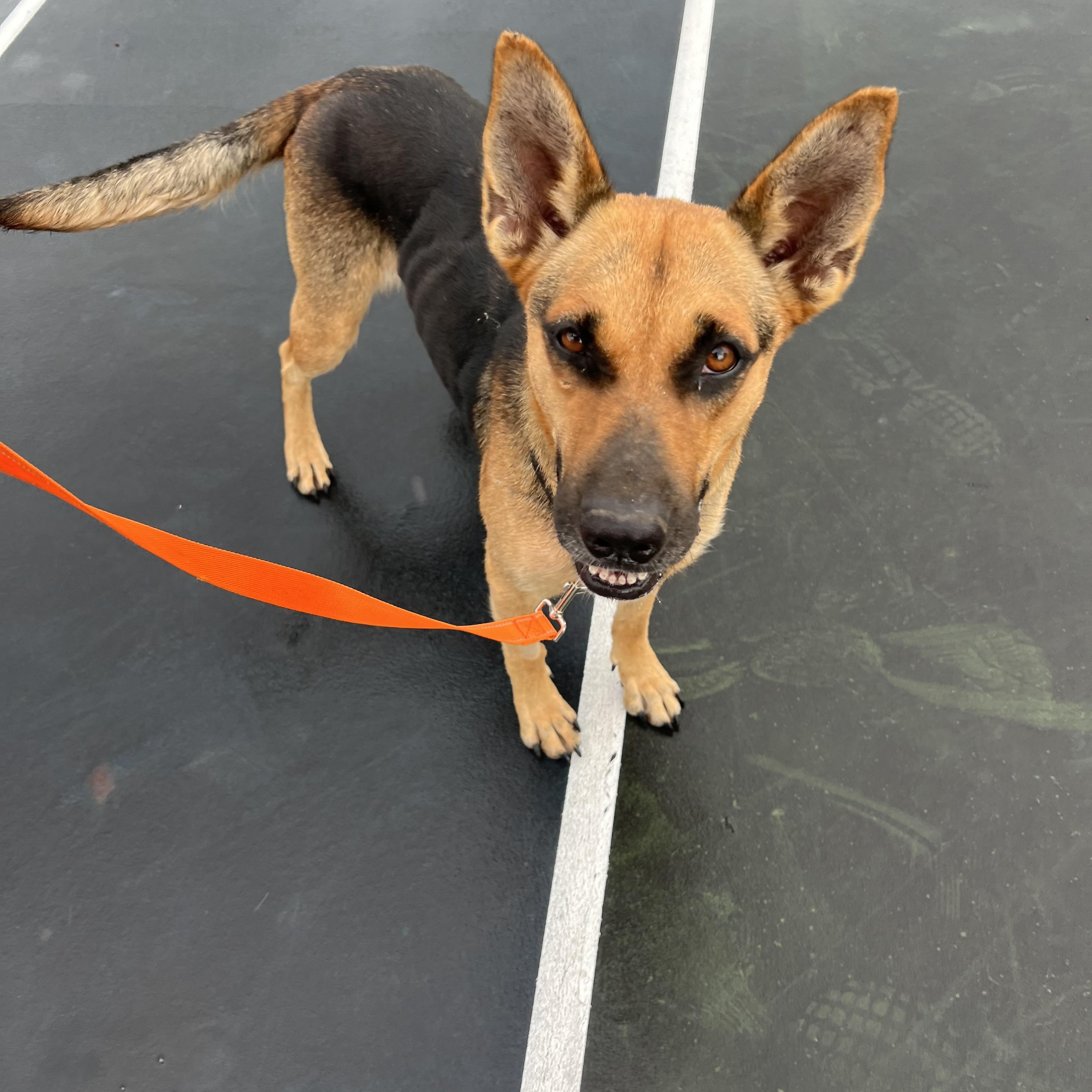 Enlarge Sadie, a ADOPTABLE mixed breed in Clarksburg, MO image 3/5