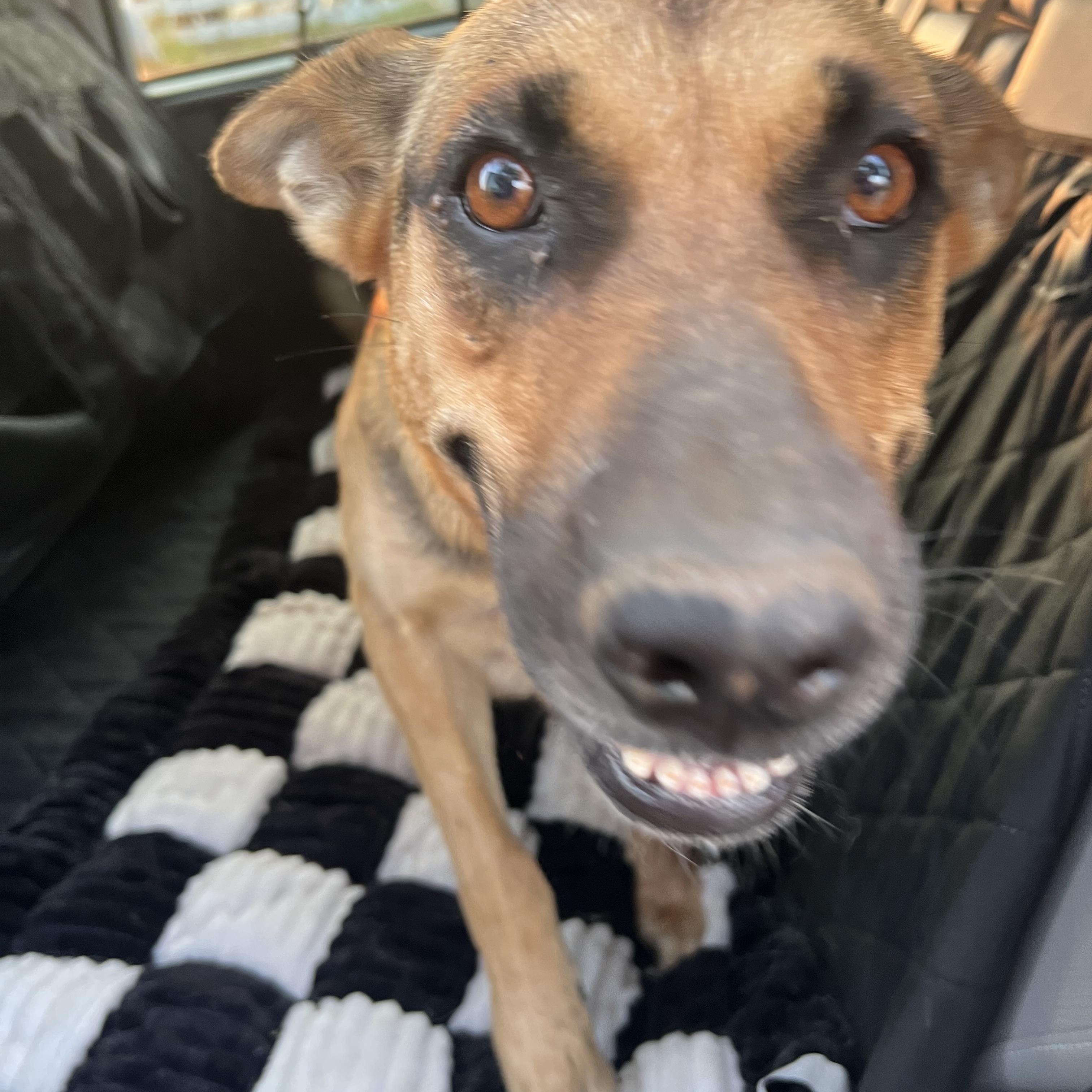 Enlarge Sadie, a ADOPTABLE mixed breed in Clarksburg, MO image 5/5