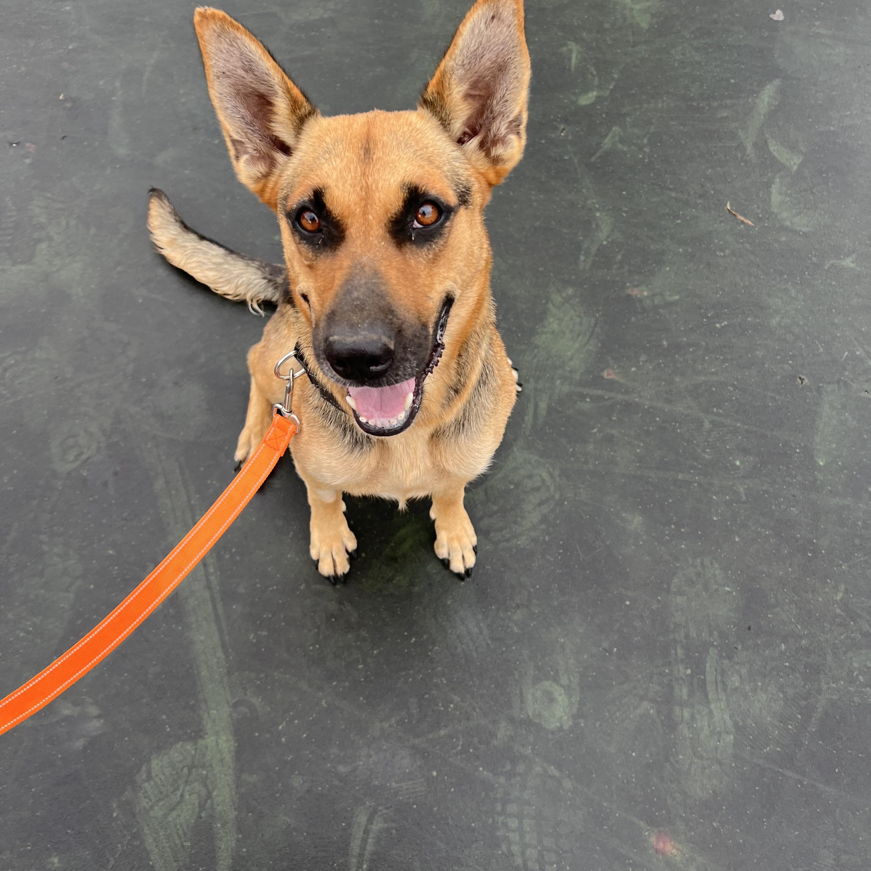 Enlarge Sadie, a ADOPTABLE mixed breed in Clarksburg, MO image 1/5