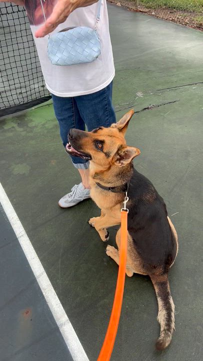 Enlarge Sadie, a ADOPTABLE mixed breed in Clarksburg, MO video 2/5