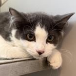 Enlarge Squiggy, a ADOPTABLE Domestic Short Hair in Lansing, MI image 1/1