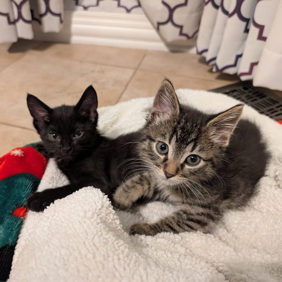 Rascal, adopted, Young Male Domestic Short Hair.