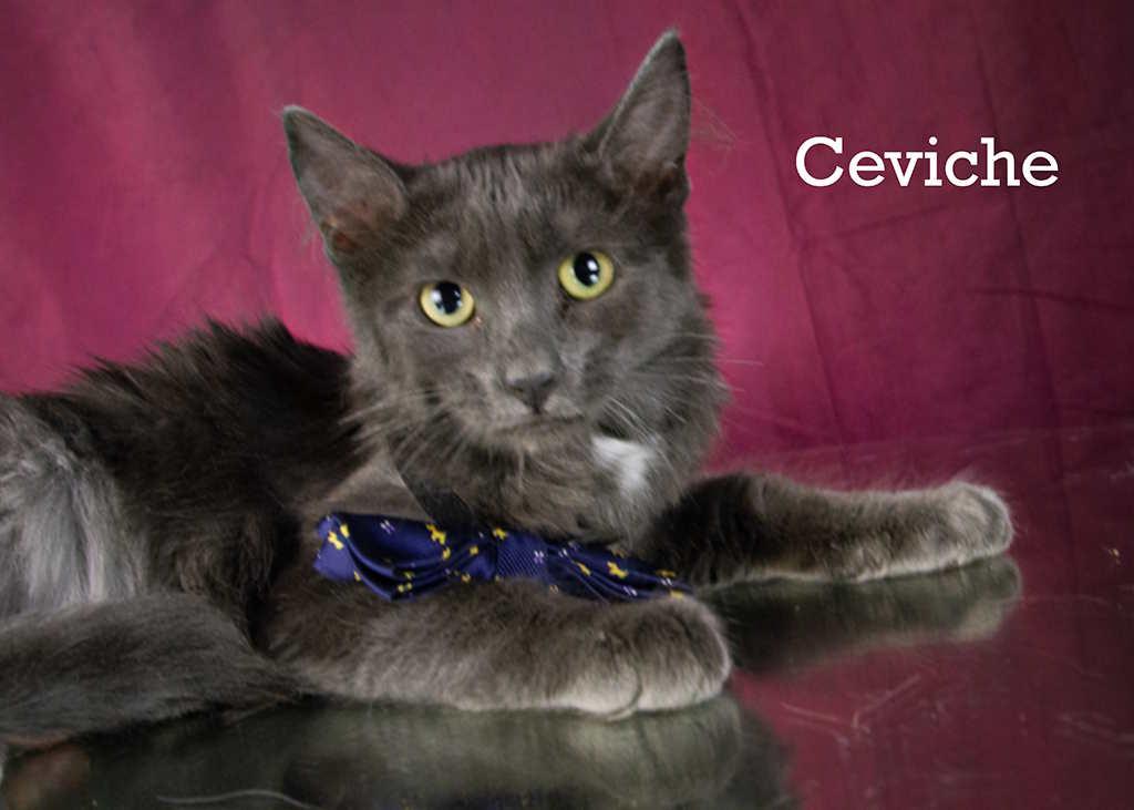 Ceviche