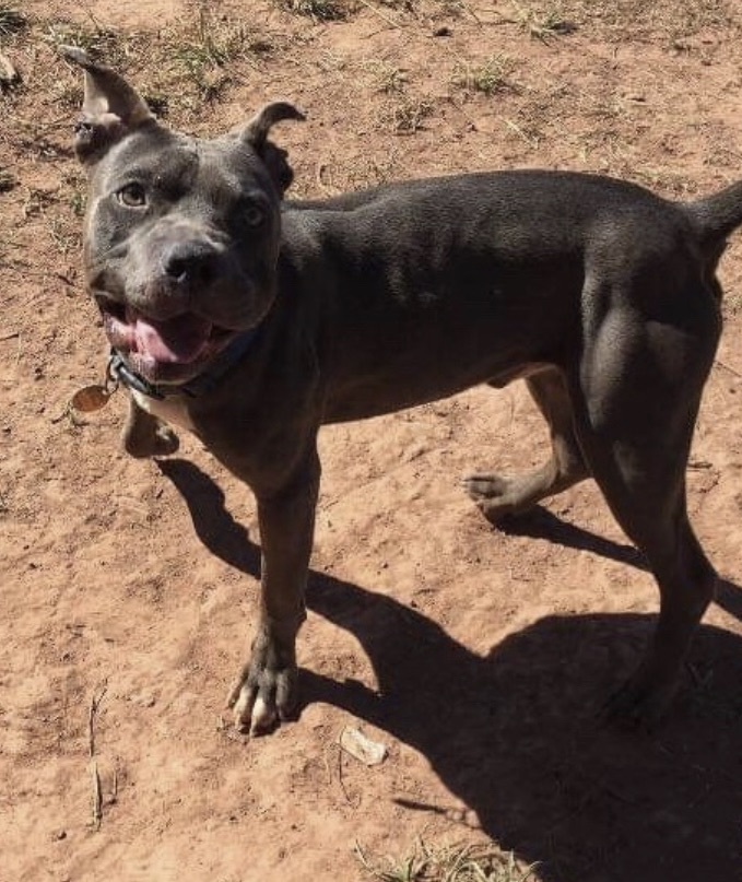 Smiley , a Adoptable mixed breed in Yukon, OK image 3/20