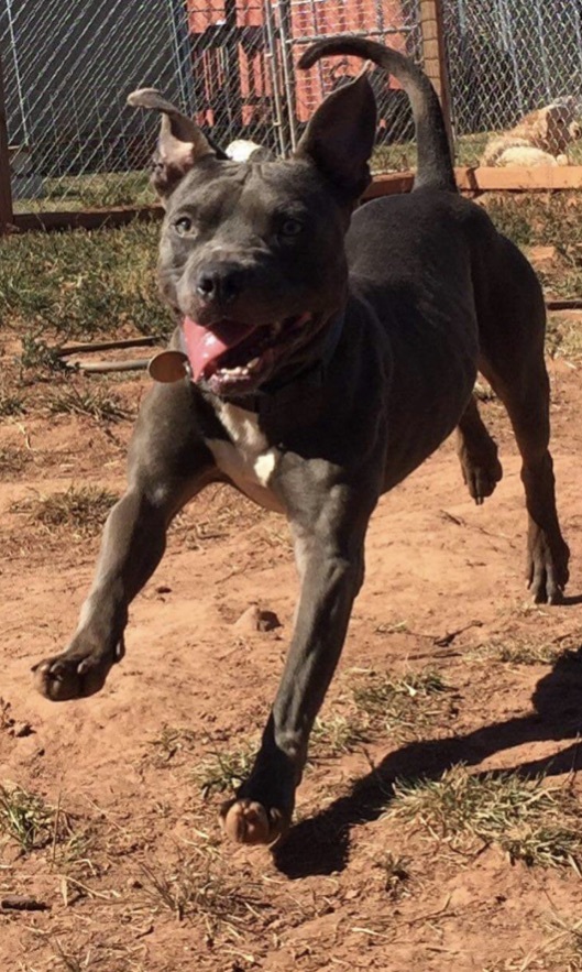 Smiley , a Adoptable mixed breed in Yukon, OK image 4/20