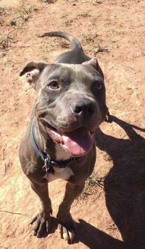 Smiley , a Adoptable mixed breed in Yukon, OK image 5/20