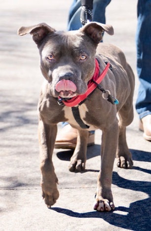 Smiley , a Adoptable mixed breed in Yukon, OK image 6/20