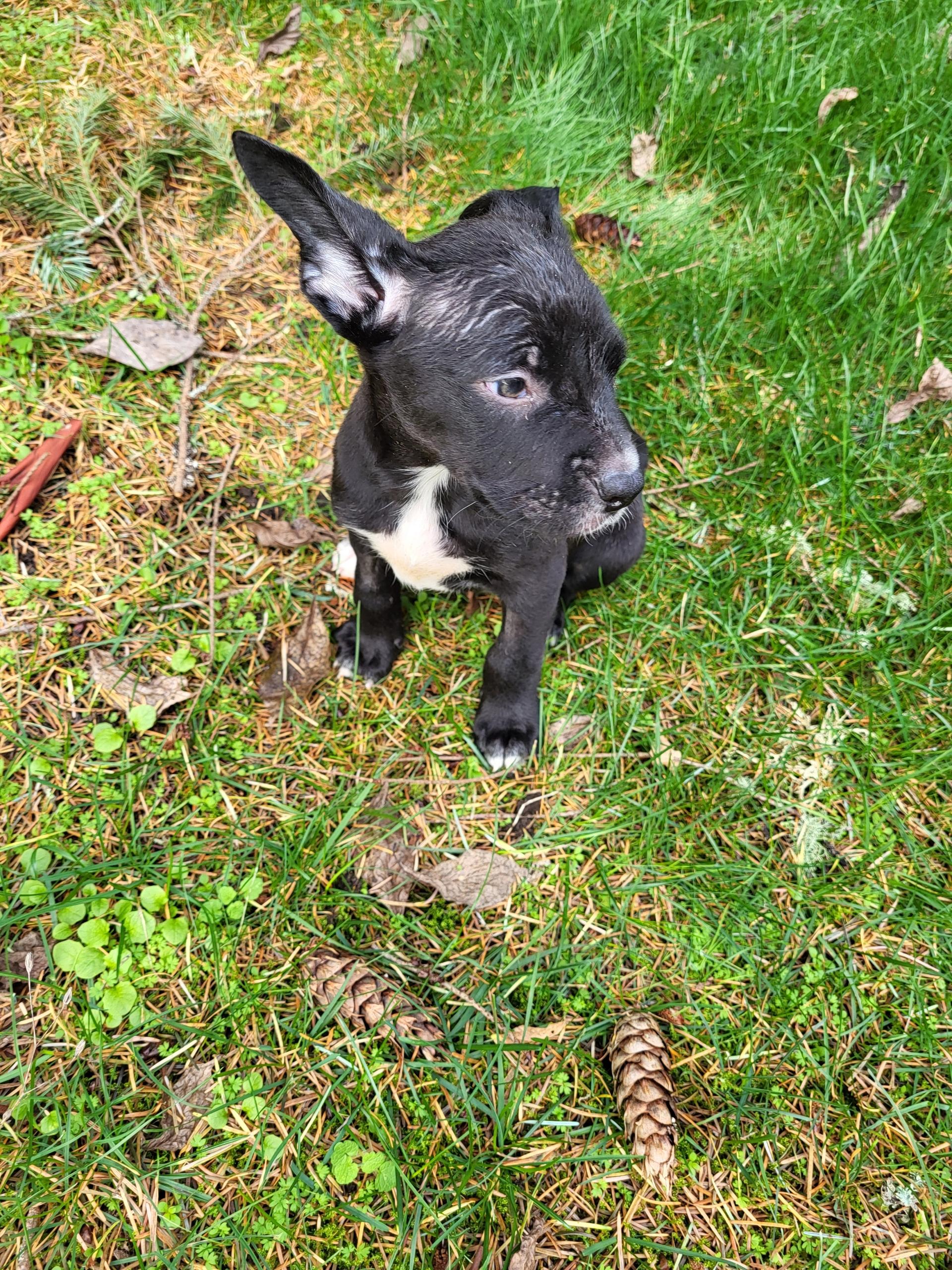 Alvin The Lover, a Adoptable mixed breed in Lacey, WA image 1/5