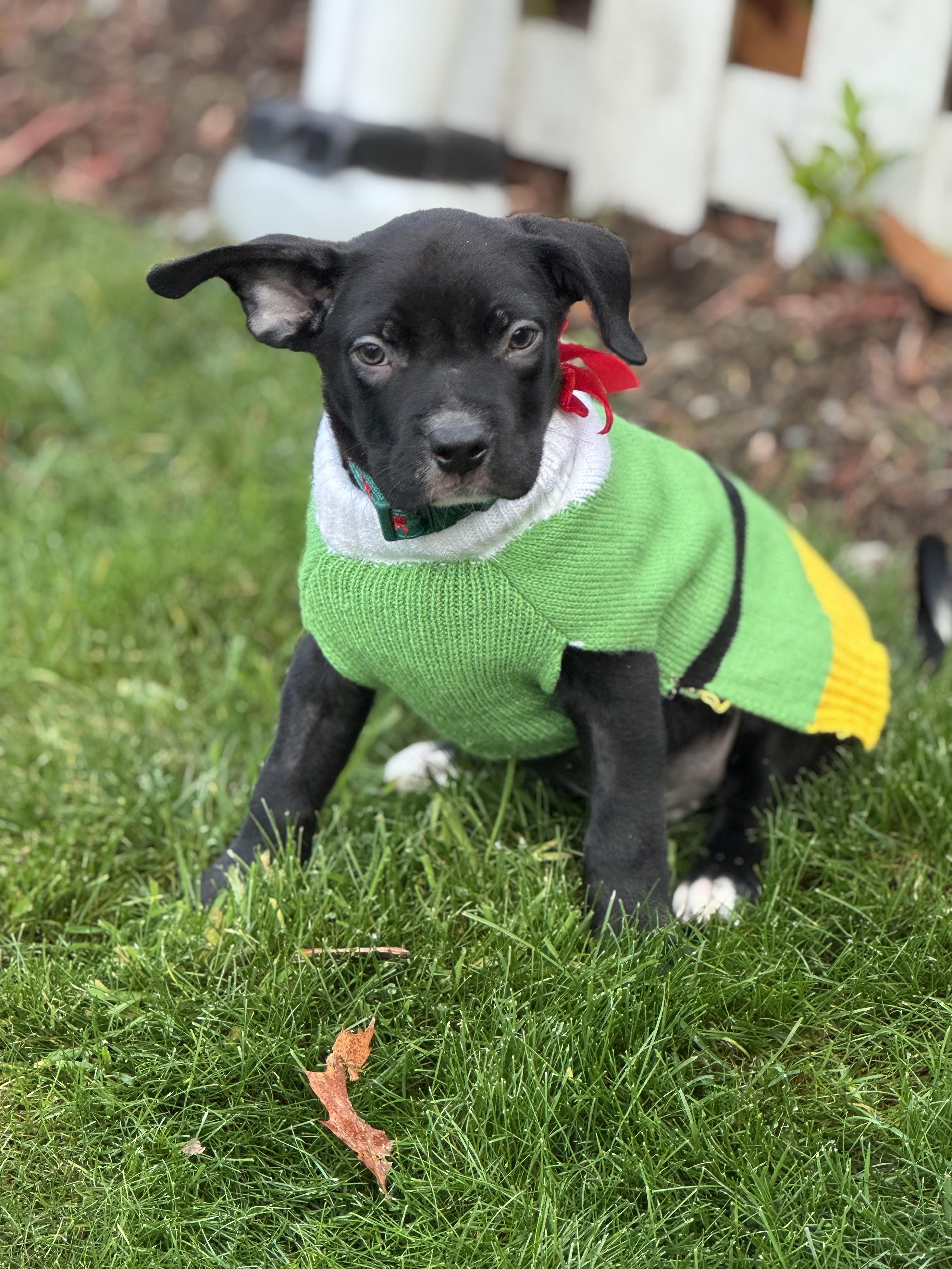 Alvin The Lover, a Adoptable mixed breed in Lacey, WA image 2/5