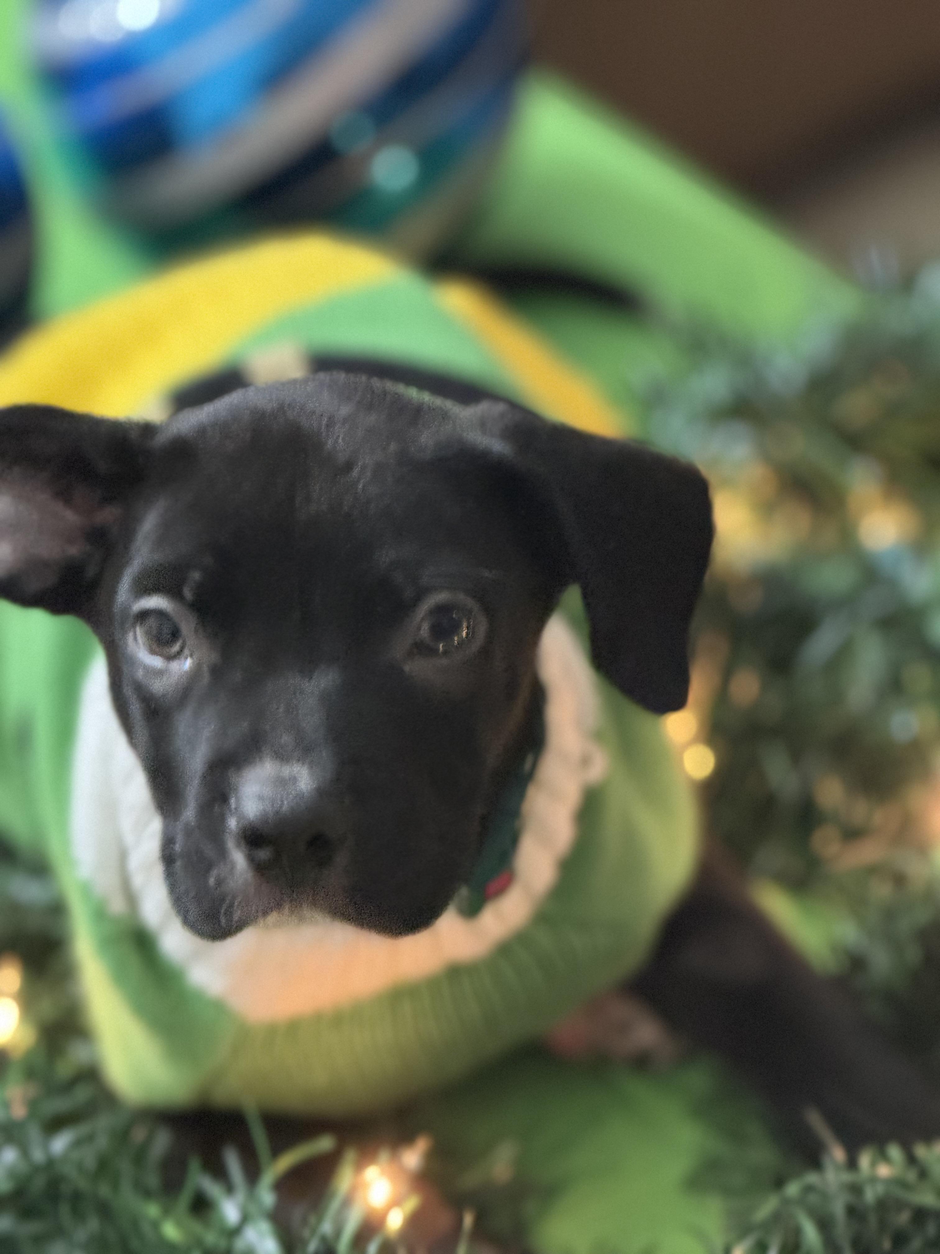 Alvin The Lover, a Adoptable mixed breed in Lacey, WA image 3/5