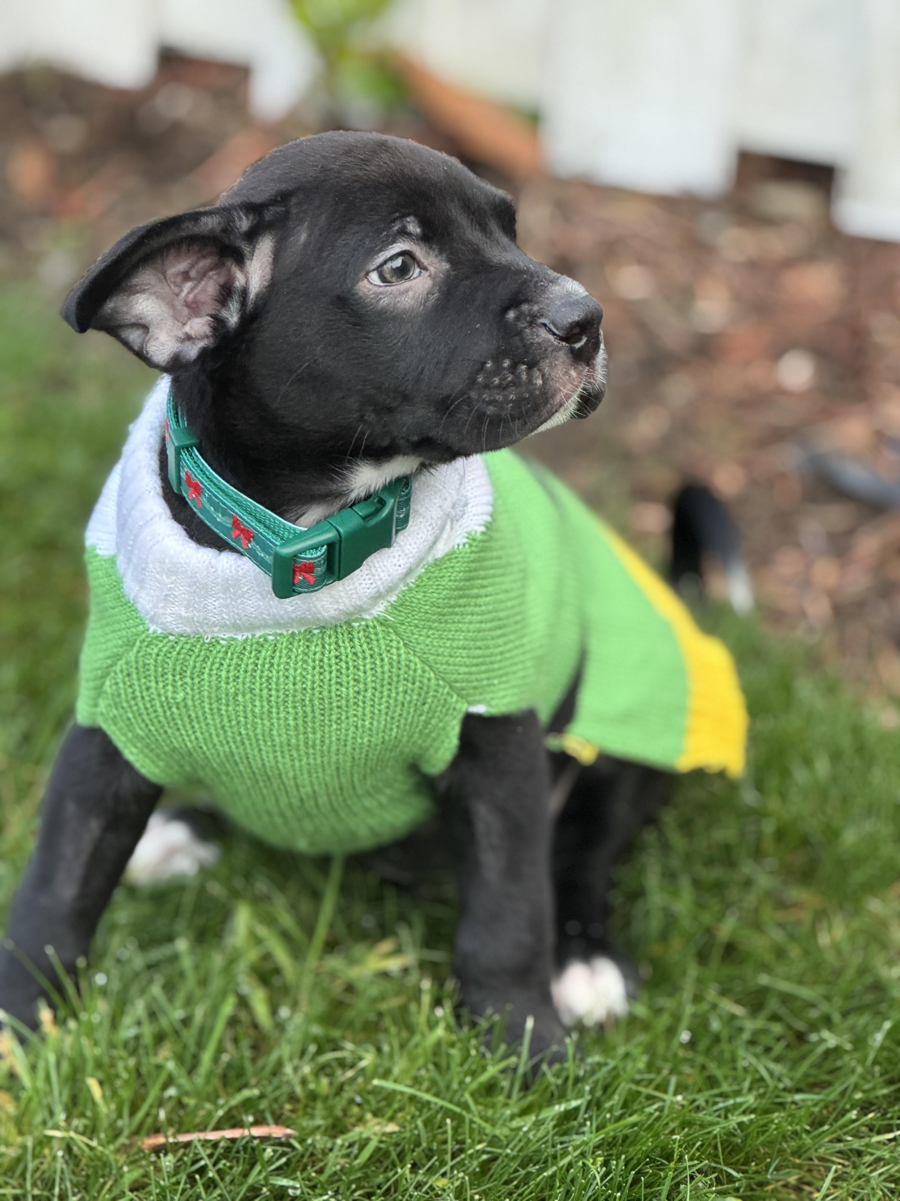 Alvin The Lover, a Adoptable mixed breed in Lacey, WA image 4/5