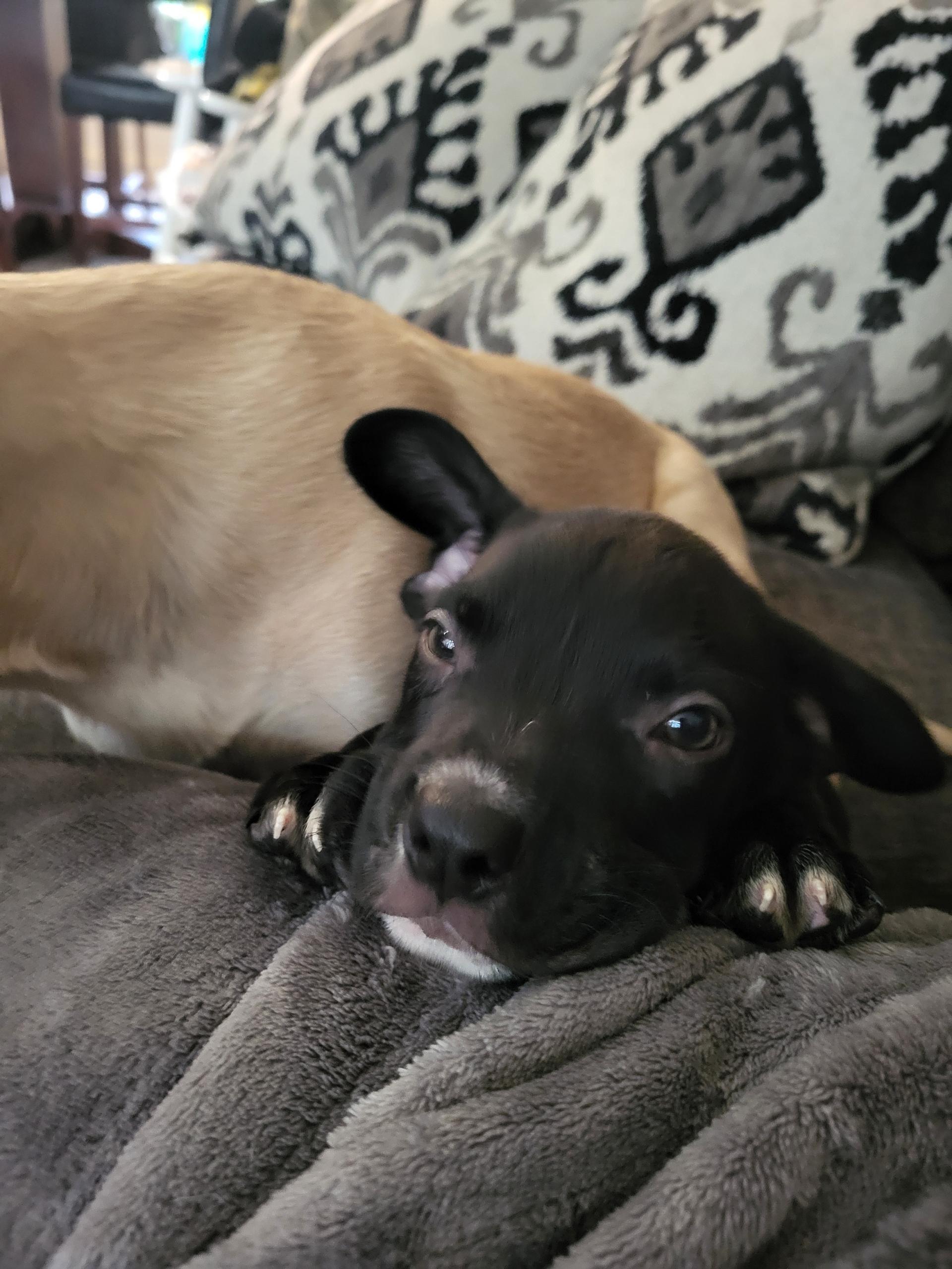 Alvin The Lover, a Adoptable mixed breed in Lacey, WA image 5/5