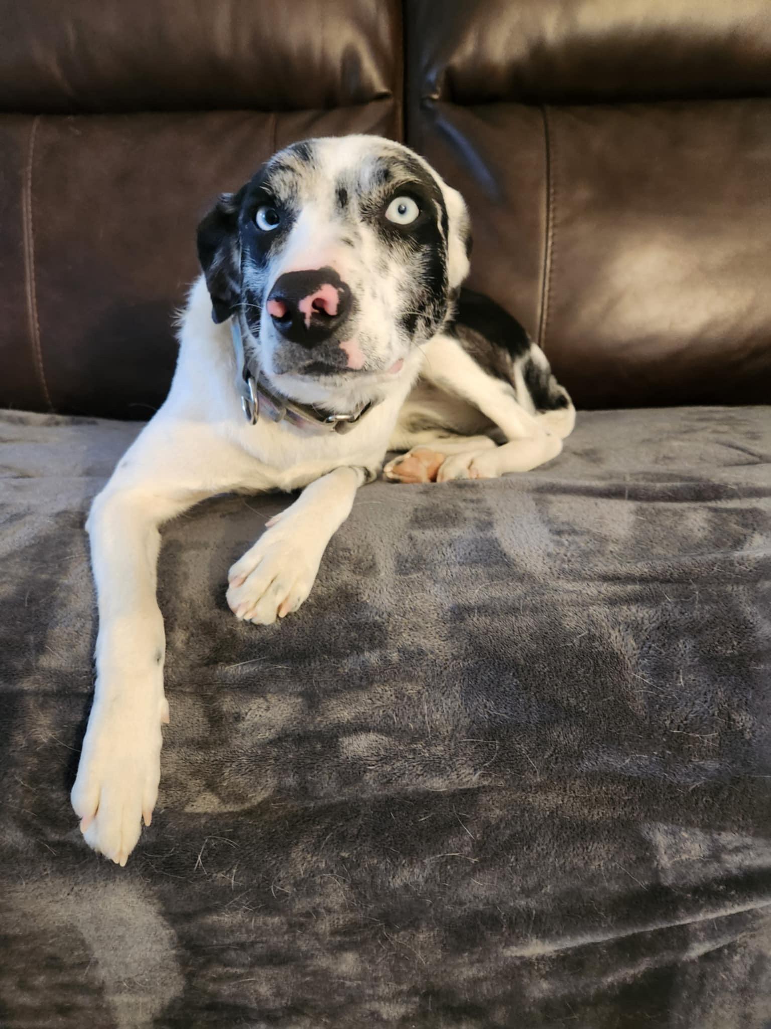 Enlarge Penelope, a Adopted mixed breed in Billings, MT image 1/2