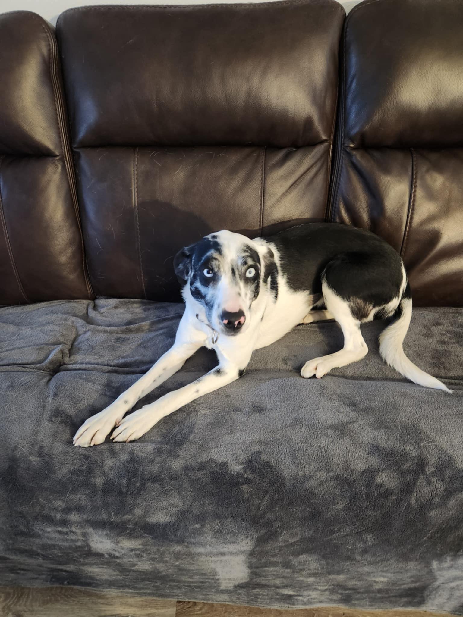 Enlarge Penelope, a Adopted mixed breed in Billings, MT image 2/2