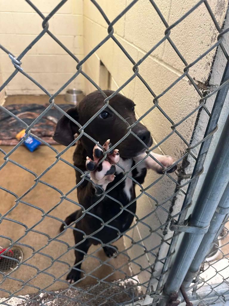 JASPER, Adoptable, Puppy Male Mixed Breed.