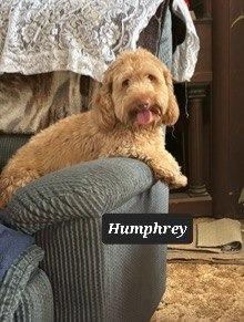 Enlarge Humphrey, a Adoptable Petit Basset Griffon Vendeen in Buffalo, MO image 1/1