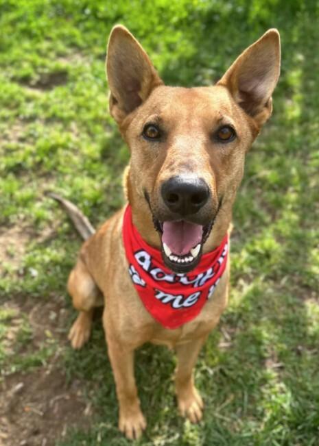 Rocky, Adoptable, Adult Male German Shepherd Dog & Mixed Breed.