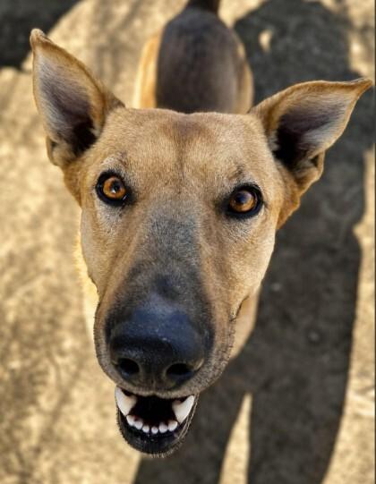 Enlarge Rocky, a Adoptable mixed breed in North Bend, WA image 2/4