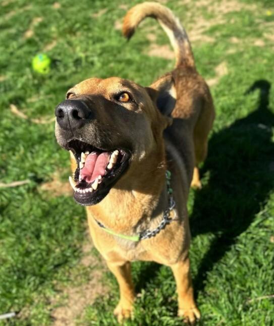 Enlarge Rocky, a Adoptable mixed breed in North Bend, WA image 3/4