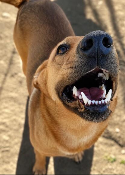 Enlarge Rocky, a Adoptable mixed breed in North Bend, WA image 4/4