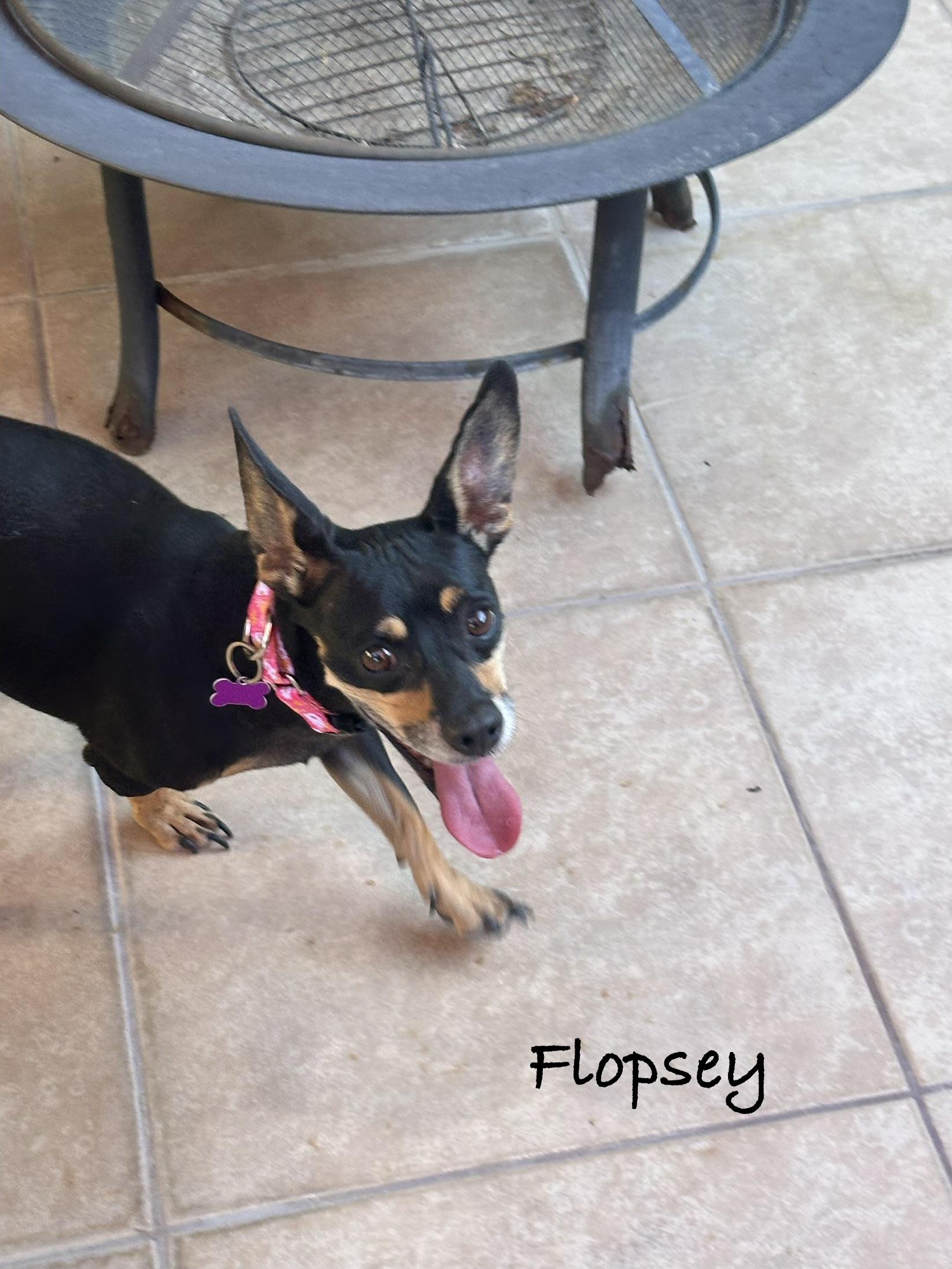 Flopsey, ADOPTABLE, Adult Male Terrier.