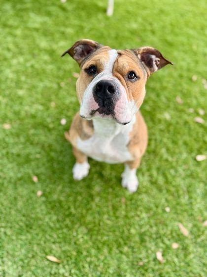 Enlarge Subway - 2, a Adoptable mixed breed in Daytona Beach, FL image 1/2