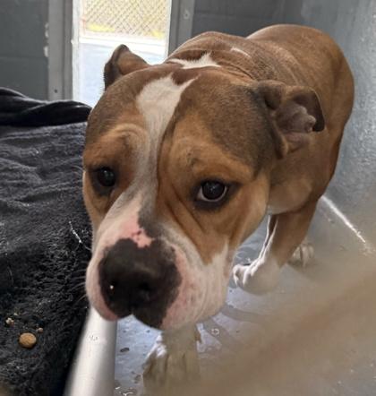 Enlarge Subway - 2, a Adoptable mixed breed in Daytona Beach, FL image 2/2