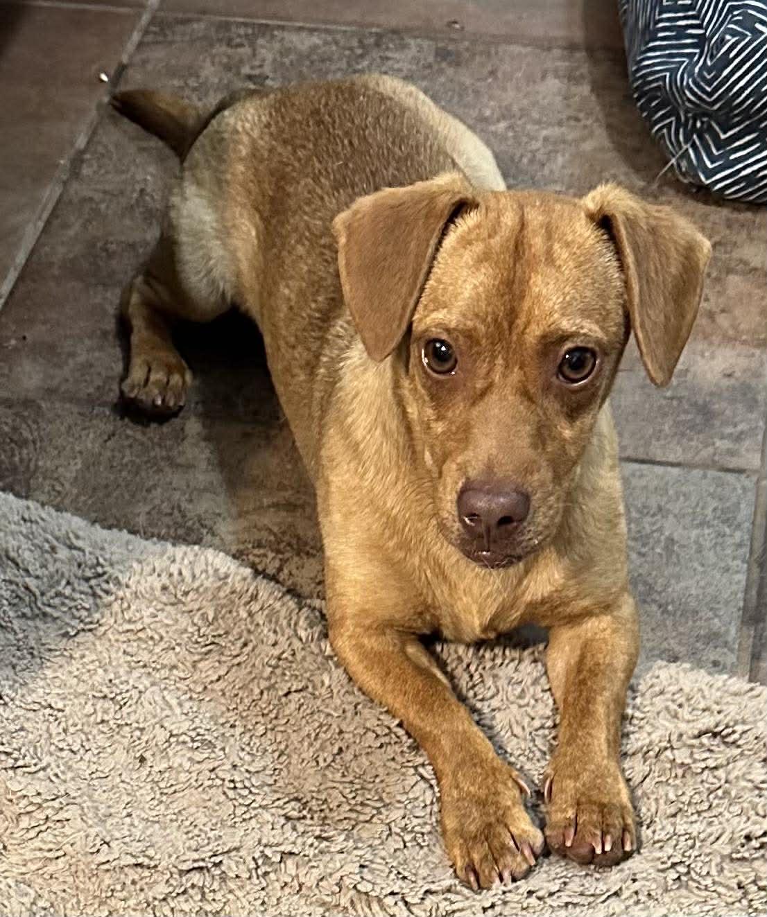 Enlarge Macaroni, a Adoptable mixed breed in Temple, TX image 1/5