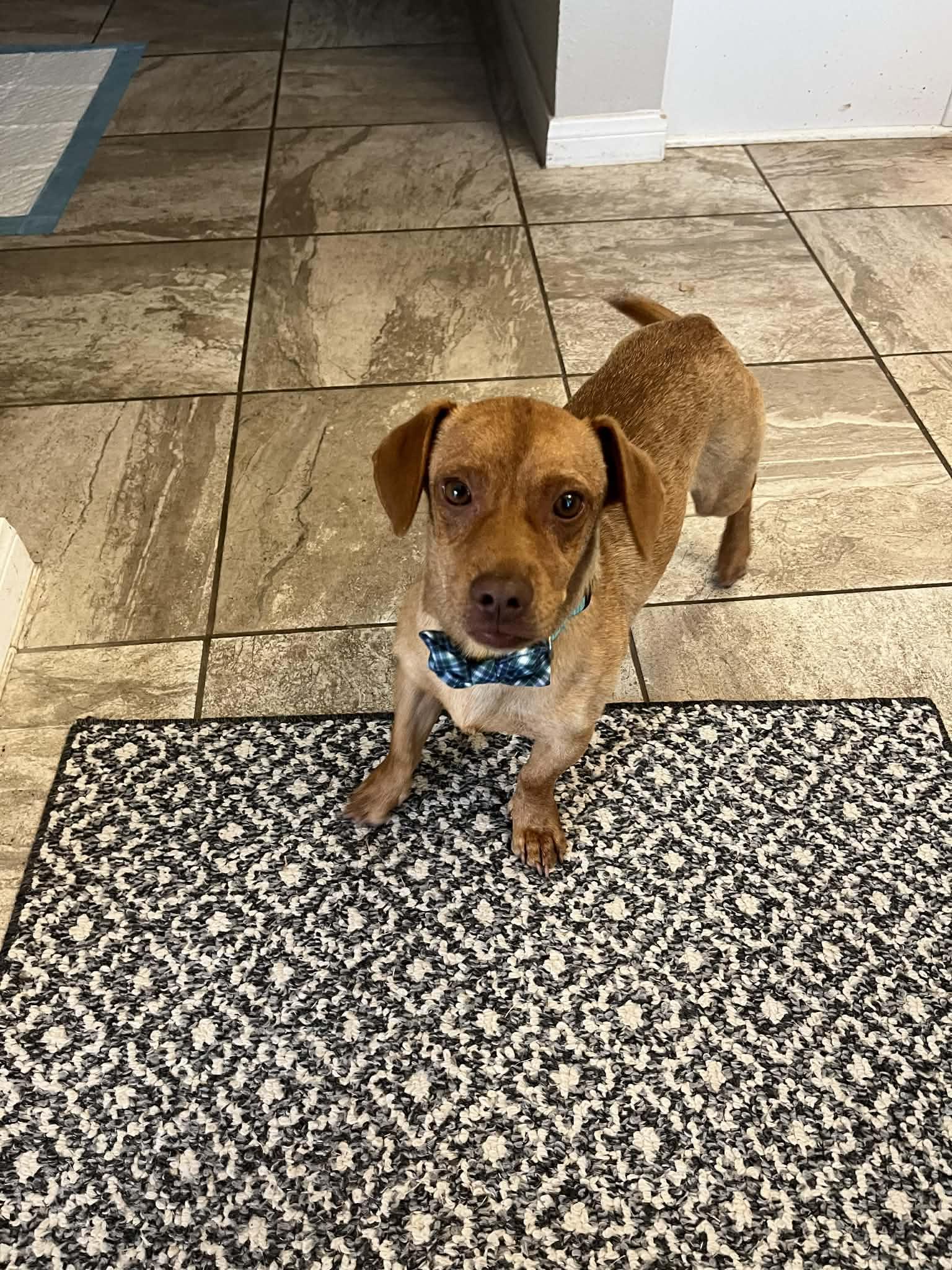 Enlarge Macaroni, a Adoptable mixed breed in Temple, TX image 5/5