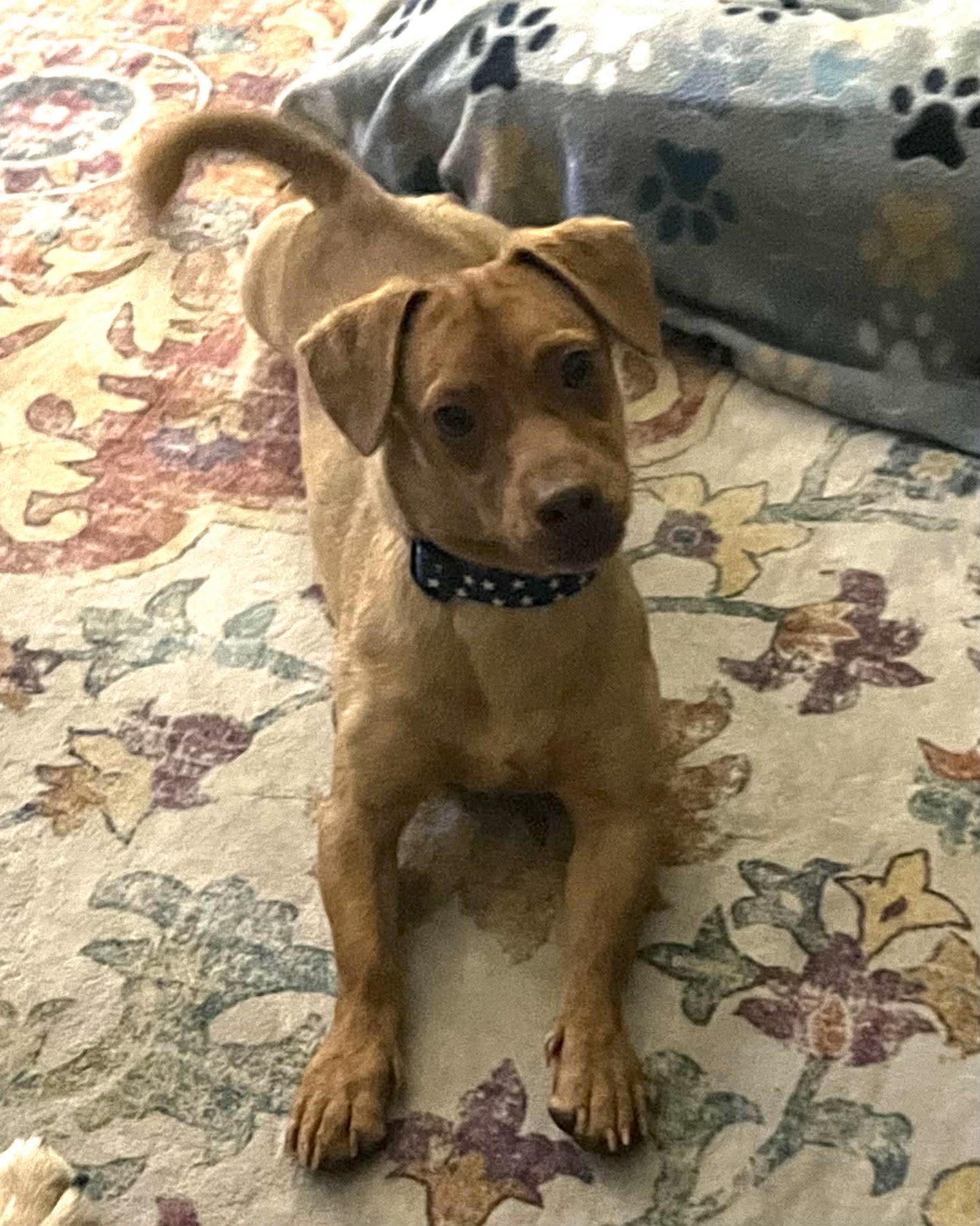 Enlarge Macaroni, a Adoptable mixed breed in Temple, TX image 3/5