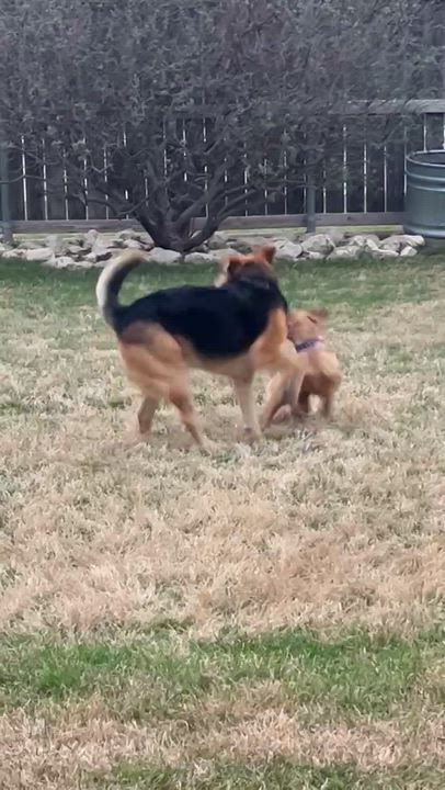 Enlarge Macaroni, a Adoptable mixed breed in Temple, TX video 2/5