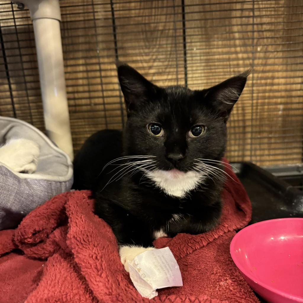 Enlarge Blake Shelton, a Adoptable Domestic Short Hair in Hanna City, IL image 1/6