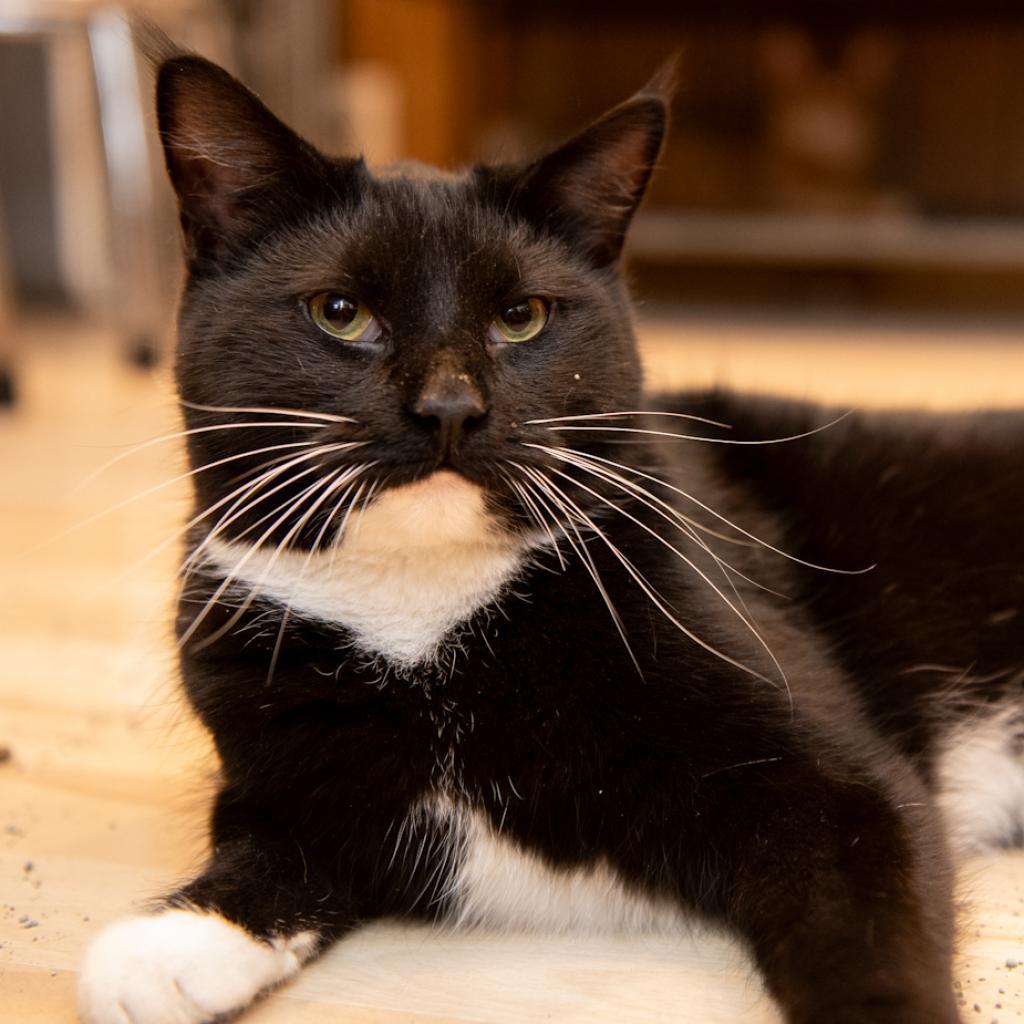 Enlarge Blake Shelton, a Adoptable Domestic Short Hair in Hanna City, IL image 2/6