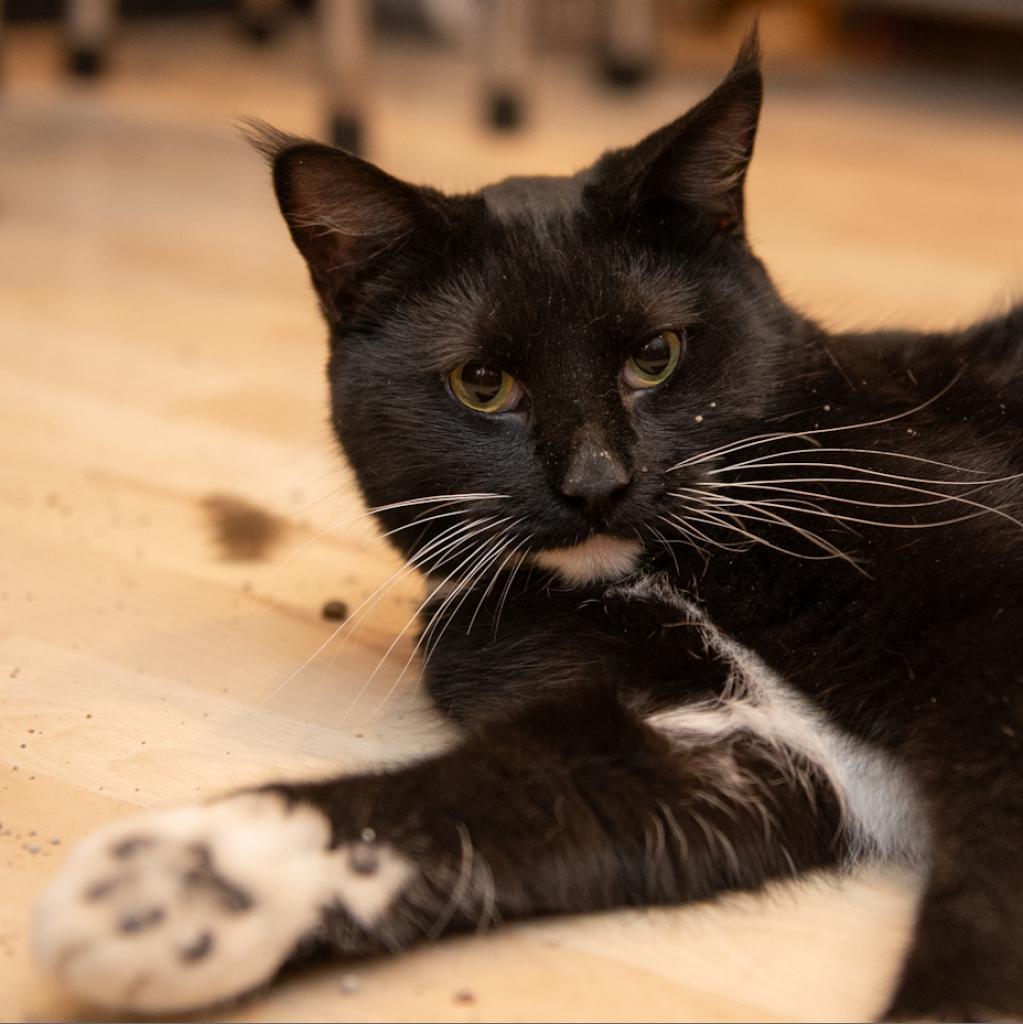 Enlarge Blake Shelton, a Adoptable Domestic Short Hair in Hanna City, IL image 3/6