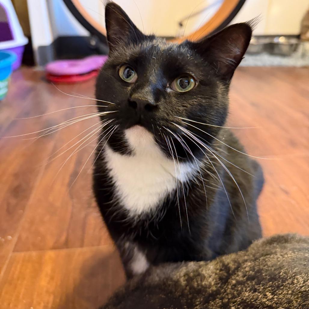 Enlarge Blake Shelton, a Adoptable Domestic Short Hair in Hanna City, IL image 4/6