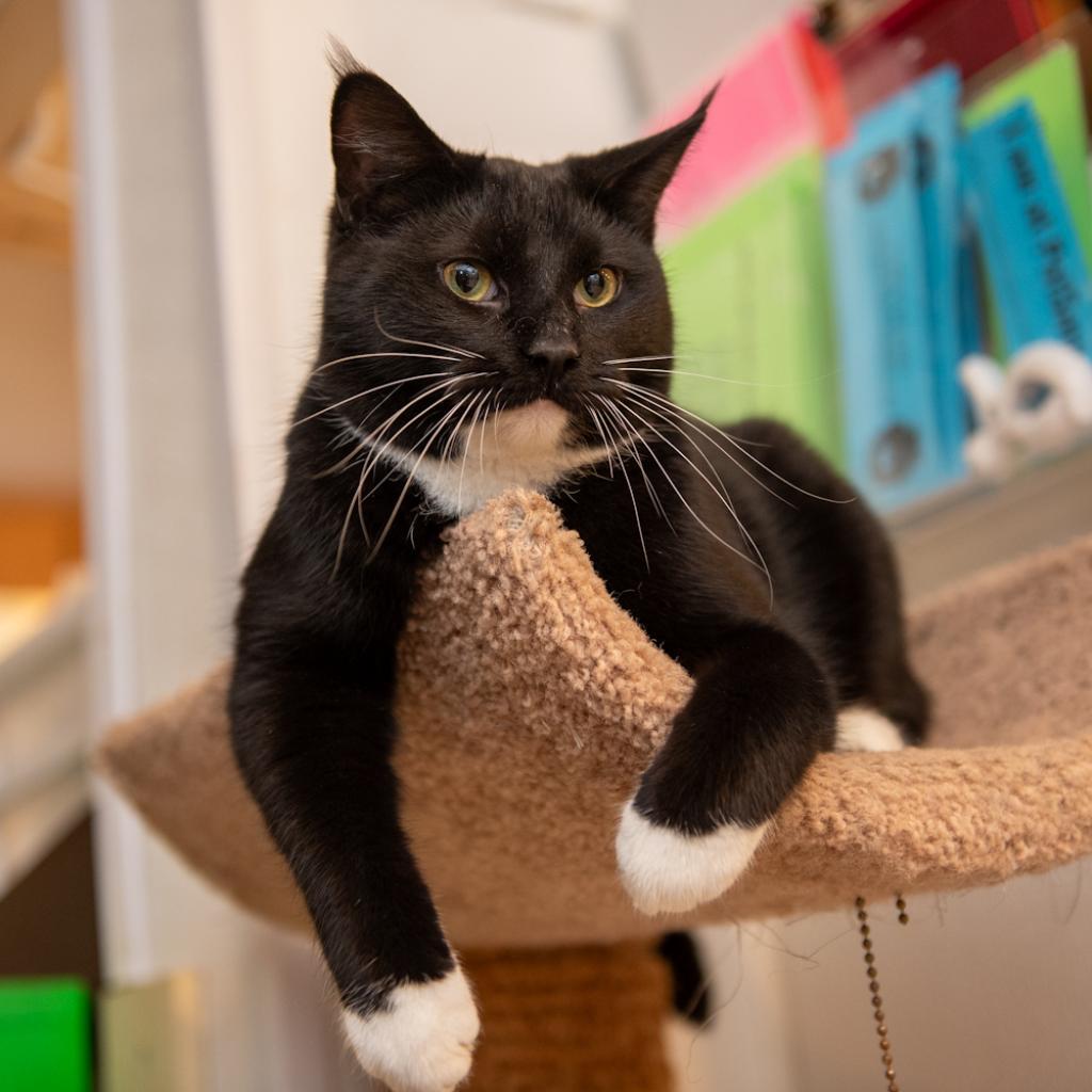 Enlarge Blake Shelton, a Adoptable Domestic Short Hair in Hanna City, IL image 5/6