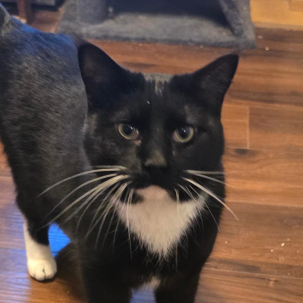 Enlarge Blake Shelton, a Adoptable Domestic Short Hair in Hanna City, IL image 6/6