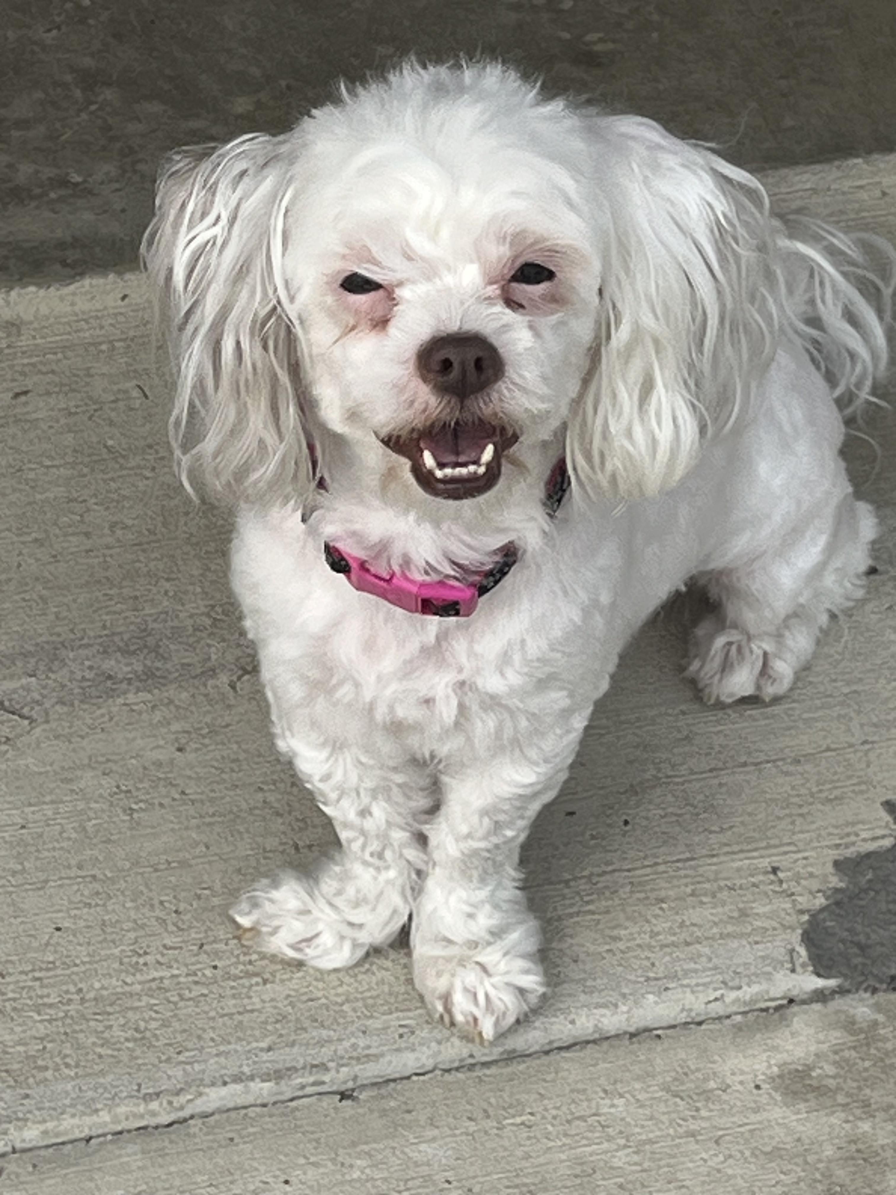 Akuna and keyona, a Adoptable Shih Tzu in Carey, OH image 2/2