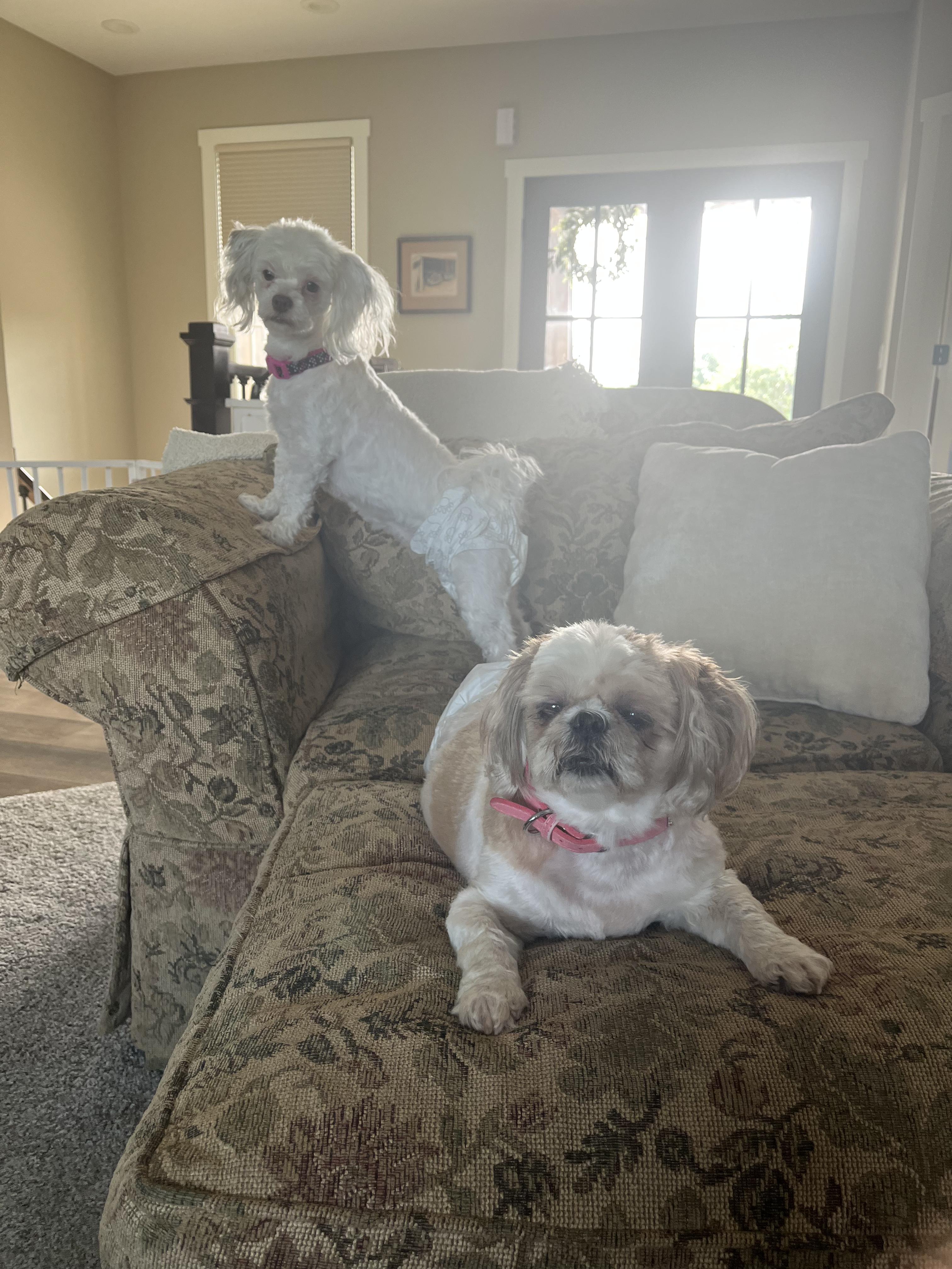 Akuna and keyona, Adoptable, Adult Female Shih Tzu.