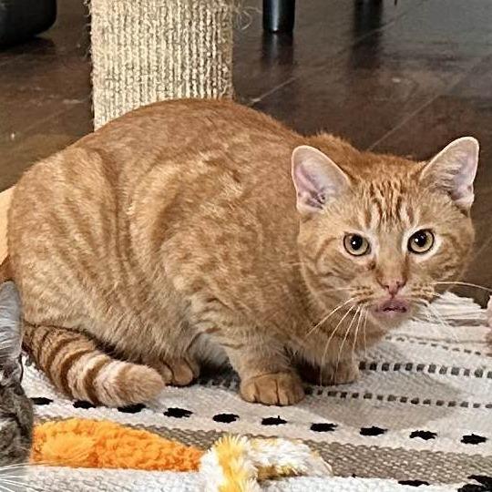 Carrot, a Adoptable Domestic Short Hair in Nashville, TN image 1/6