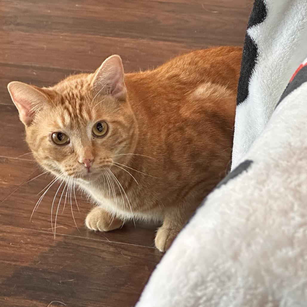 Carrot, a Adoptable Domestic Short Hair in Nashville, TN image 2/6