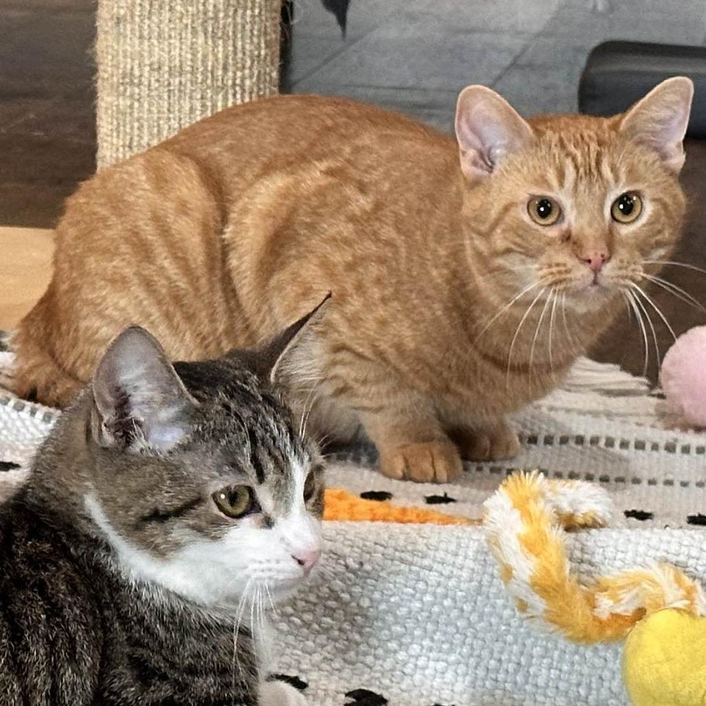 Carrot, a Adoptable Domestic Short Hair in Nashville, TN image 3/6