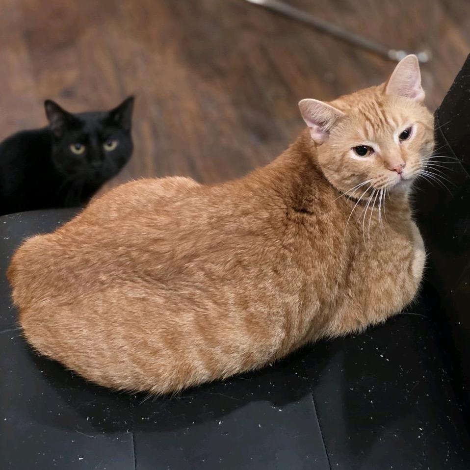 Carrot, a Adoptable Domestic Short Hair in Nashville, TN image 4/6