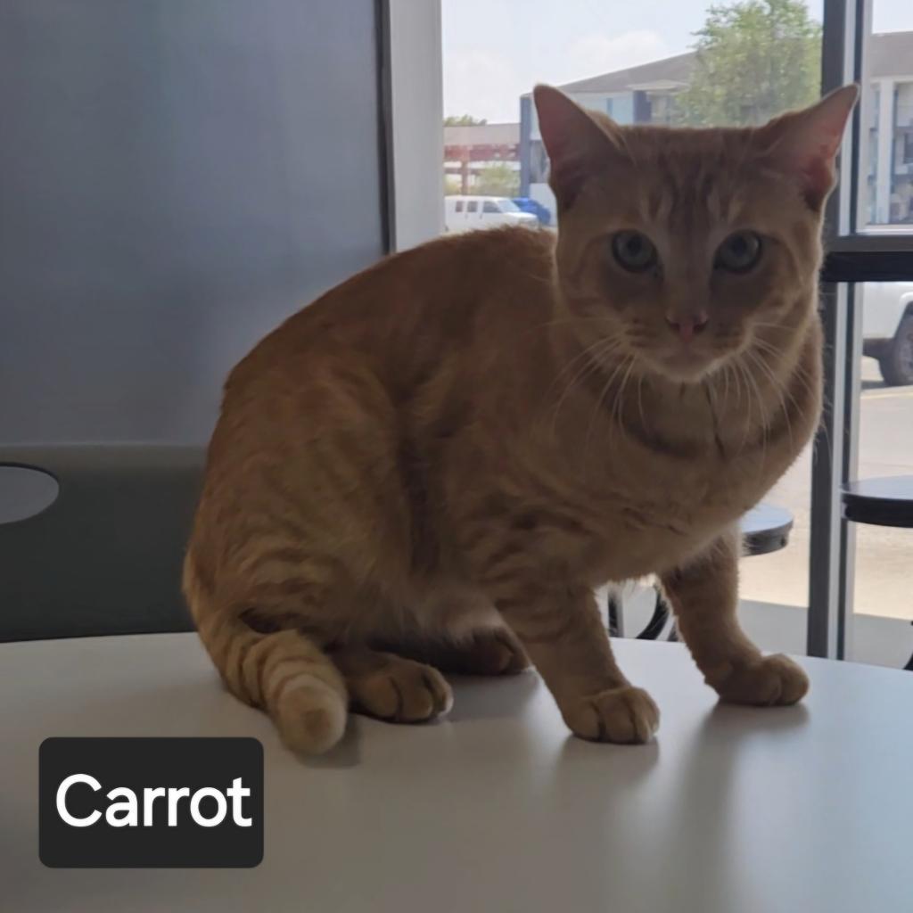 Carrot, a Adoptable Domestic Short Hair in Nashville, TN image 5/6
