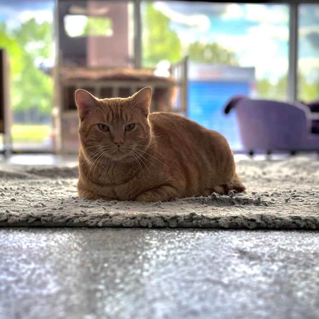 Enlarge Carrot, a Adoptable Domestic Short Hair in Nashville, TN image 5/6