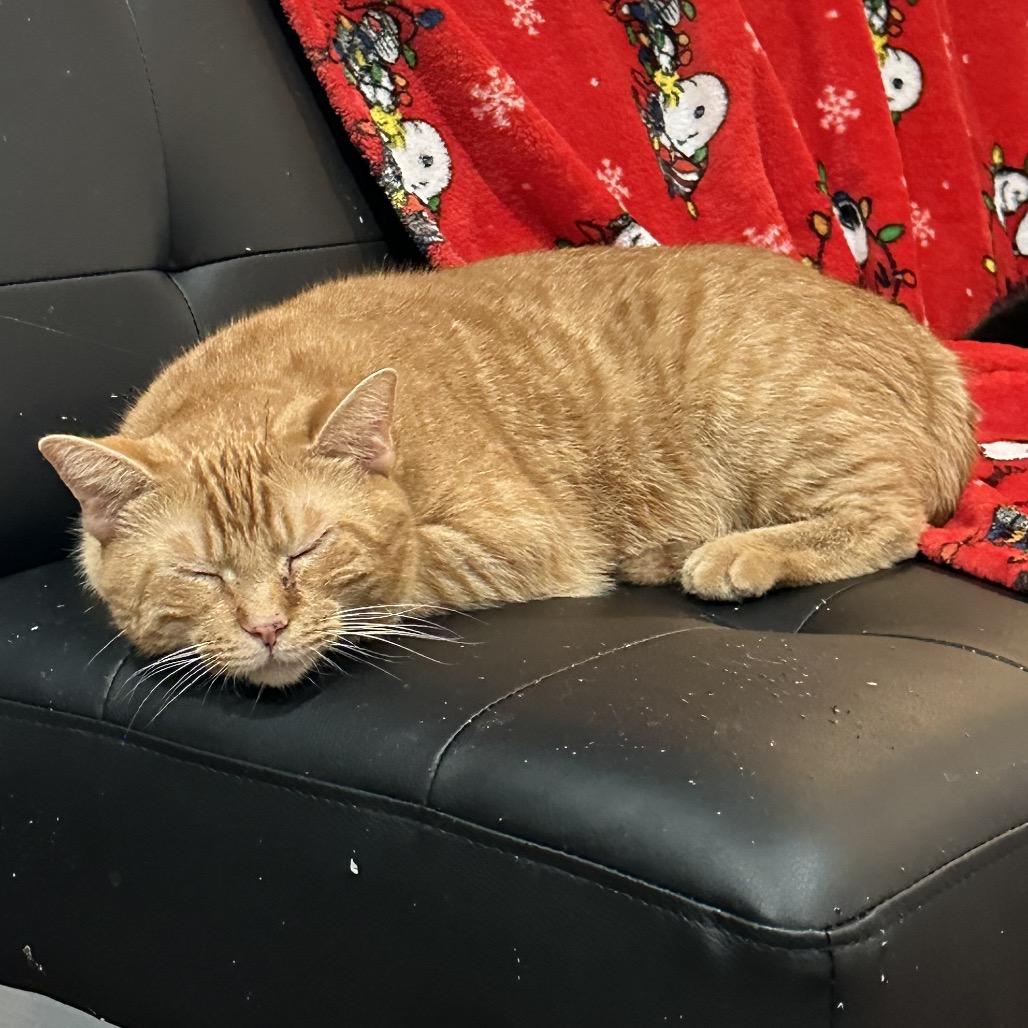 Carrot, a Adoptable Domestic Short Hair in Nashville, TN image 6/6