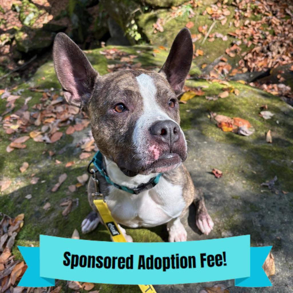 Enlarge Cash, a Adoptable mixed breed in Baldwin, WI image 2/6