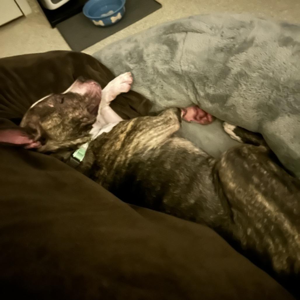 Enlarge Cash, a Adoptable mixed breed in Baldwin, WI image 3/6